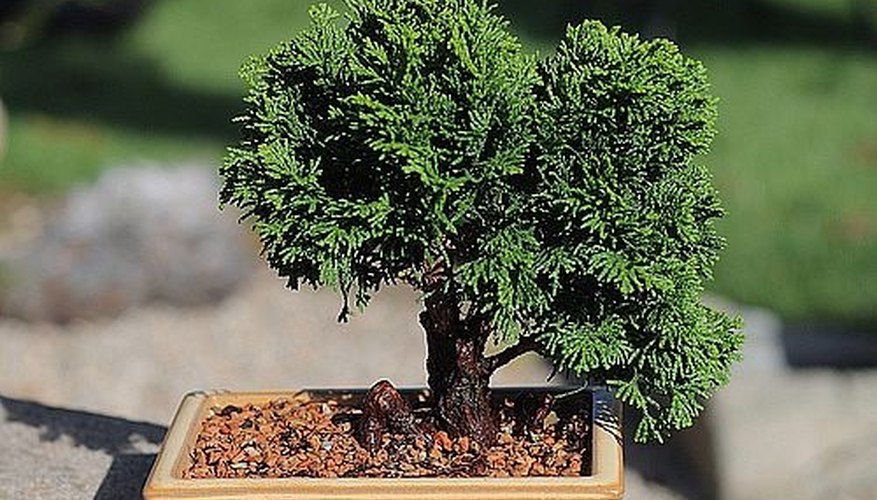 Bonsai after trimming Bonsai after trimming