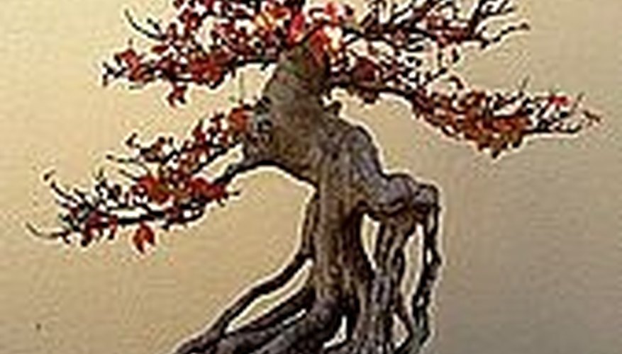 Trident Maple bonsai tree Trident Maple bonsai tree