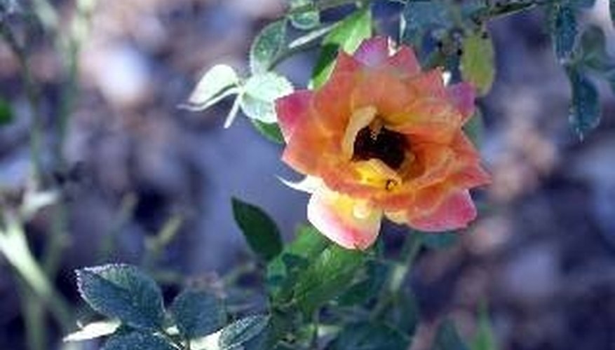 how-to-trim-dead-flowers-from-rose-bushes-garden-guides