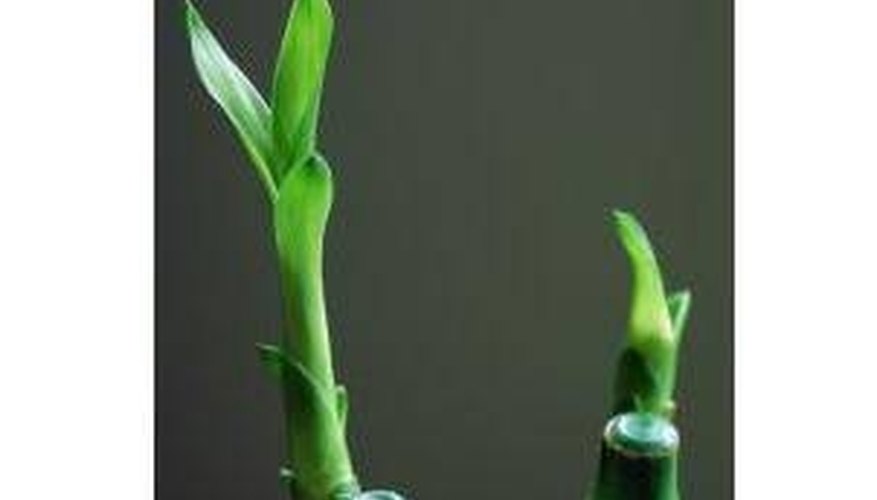 Take Care of Bamboo Sticks Take Care of Bamboo Sticks