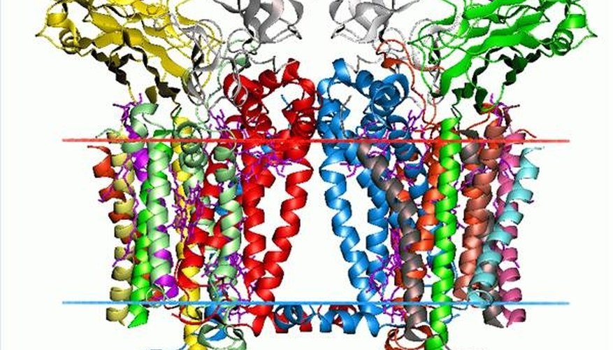 Cytochrome b6f complex. Image by Andrei Lomize. Cytochrome b6f complex. Image by Andrei Lomize.