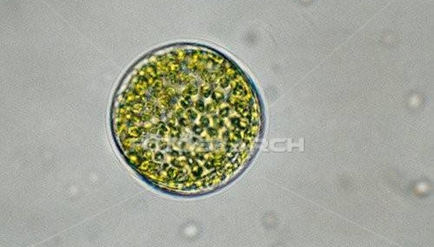 Grow Phytoplankton Grow Phytoplankton