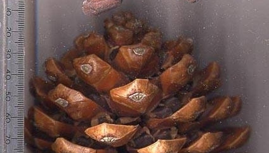 Siberian Pine Nuts Siberian Pine Nuts