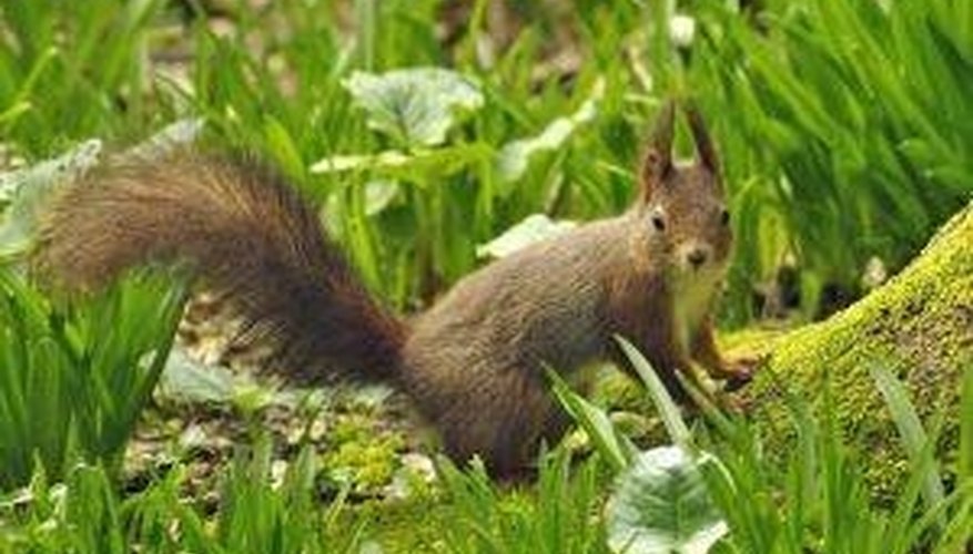 Squirrel Squirrel