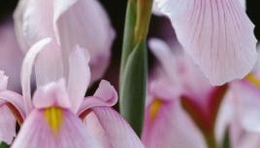 Irises are available in a variety of types and colors. Irises are available in a variety of types and colors.