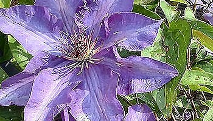 Large Purple Clematis Large Purple Clematis