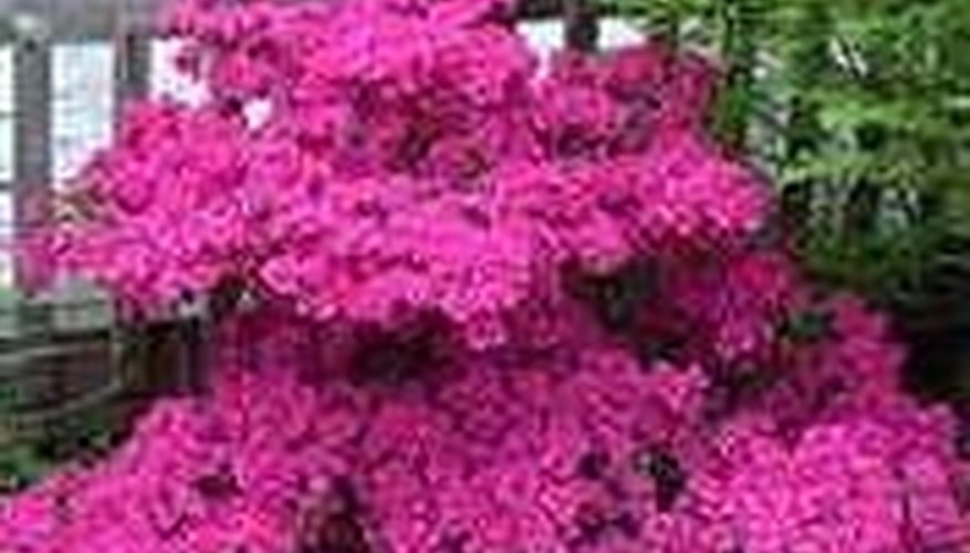 Azaleas Azaleas
