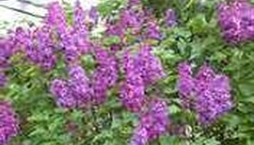 Lilac Bush Lilac Bush