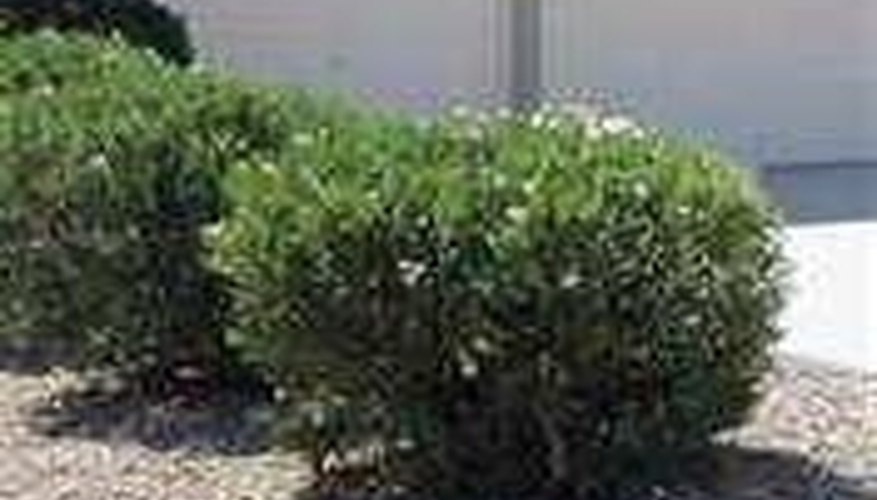 Oleander Bush Oleander Bush