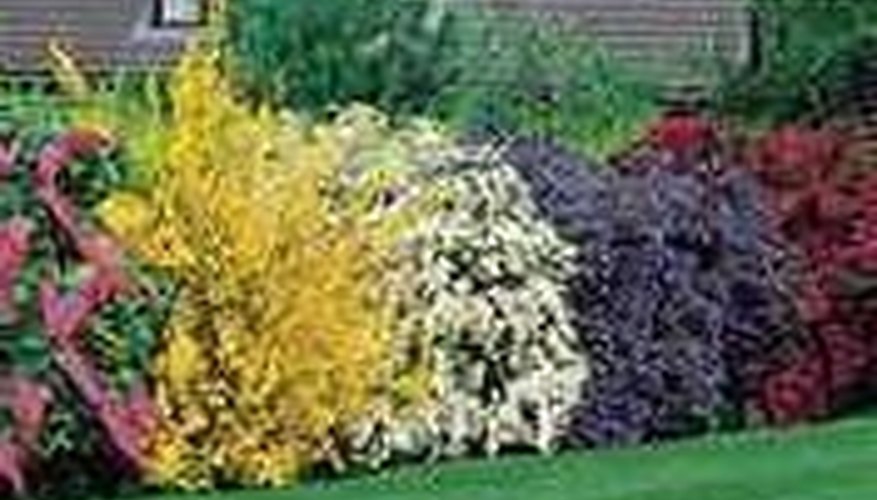 Flowering Shrubs Flowering Shrubs