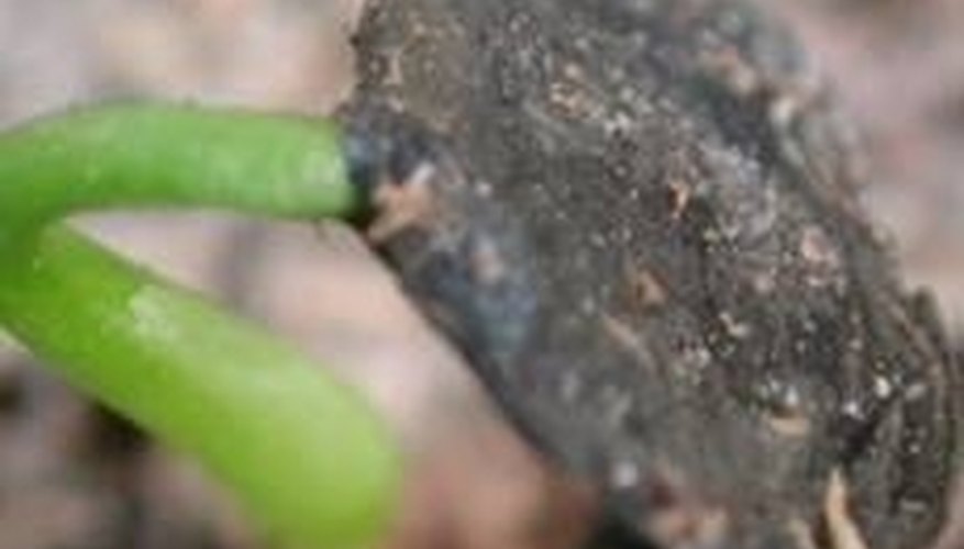 New baby grass tree sprout New baby grass tree sprout