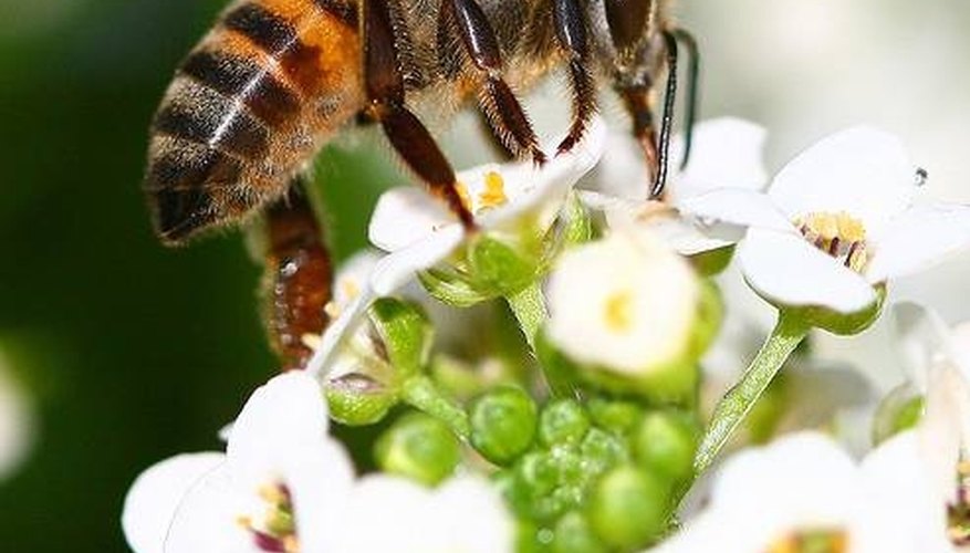Bee sting Bee sting