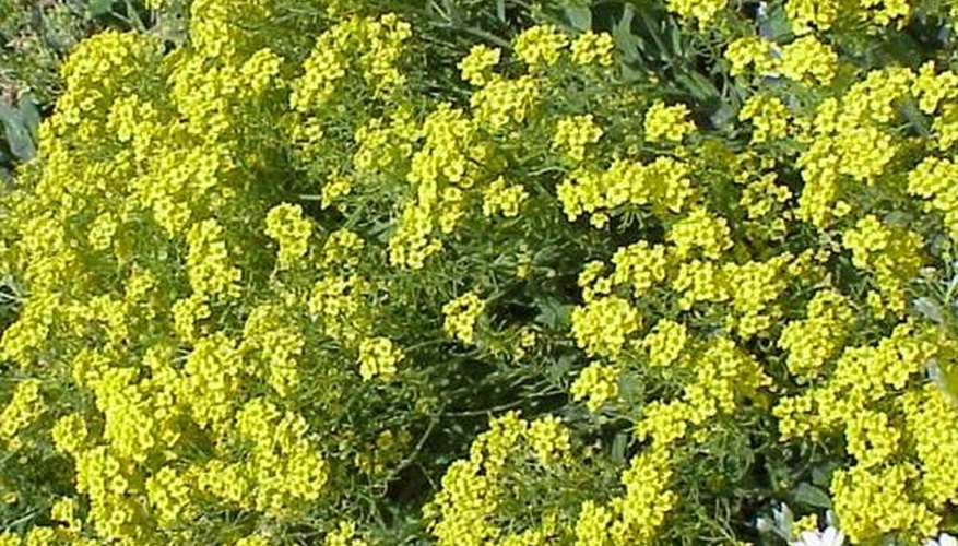 Plant Alyssum From Seeds Plant Alyssum From Seeds