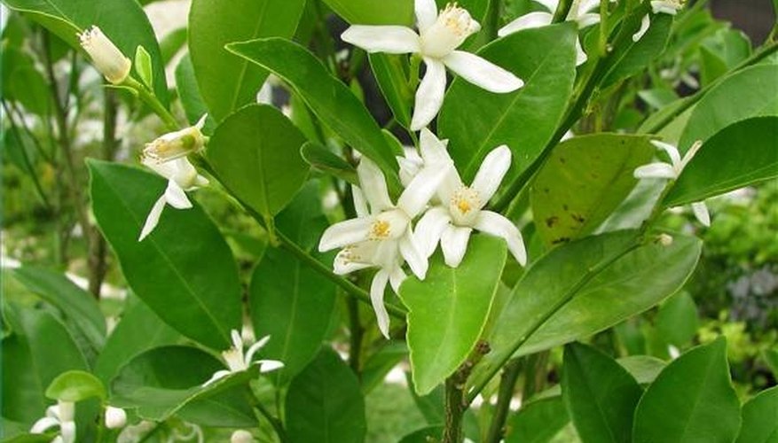Calamondin flowers Calamondin flowers