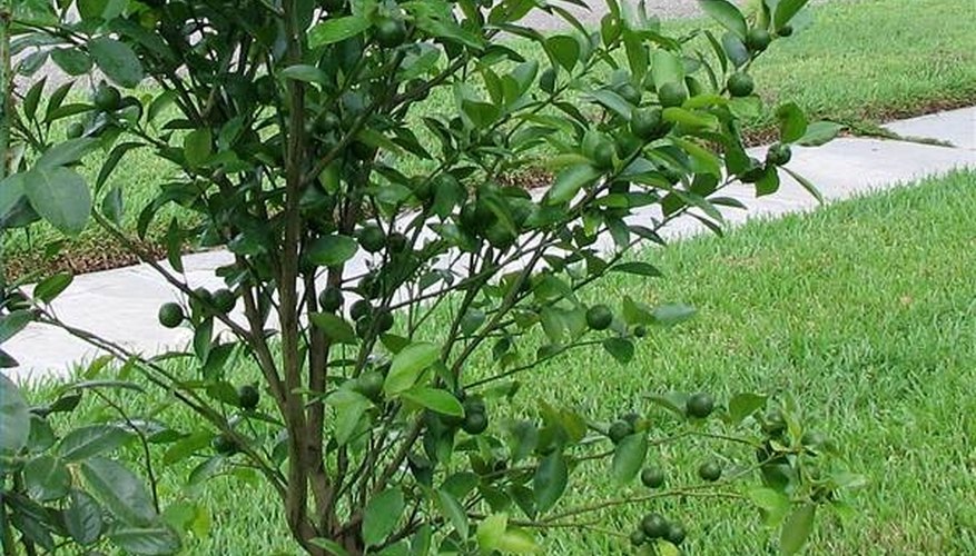 Calamondin tree Calamondin tree