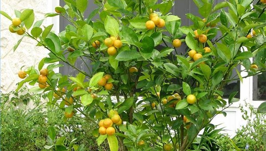 Ripe calamondin Ripe calamondin