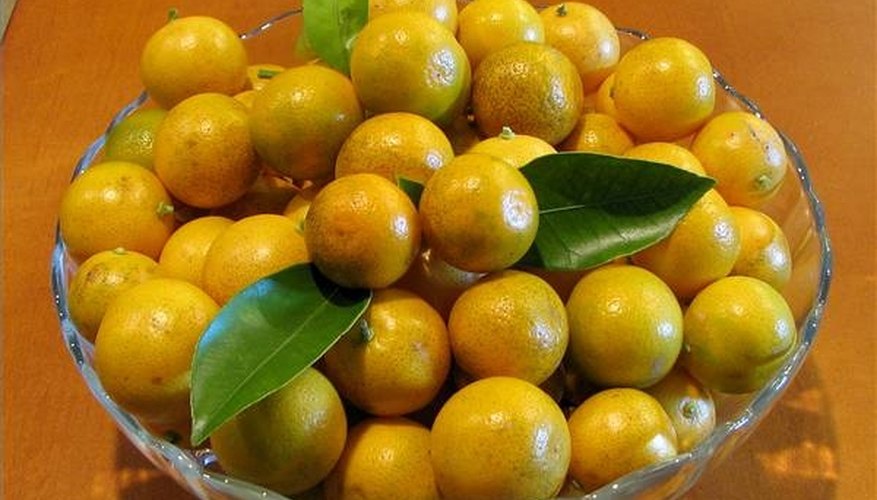 What Is a Calamondin? What Is a Calamondin?