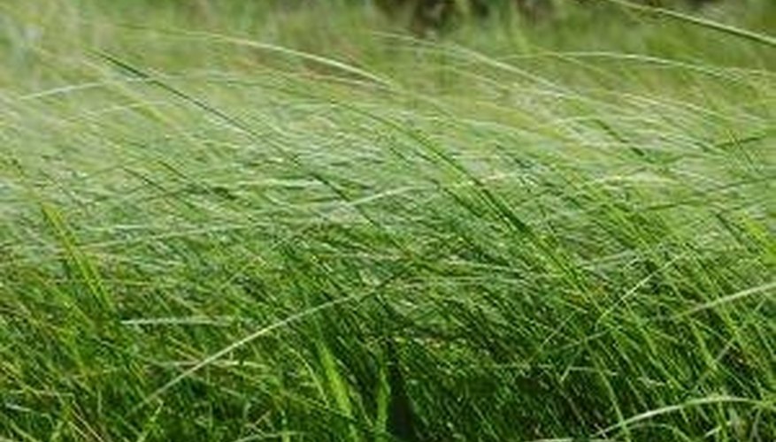 Grow Wheatgrass Hydroponically Grow Wheatgrass Hydroponically
