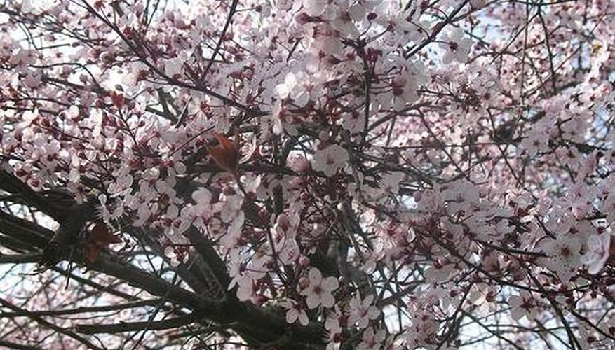 japan purple trees