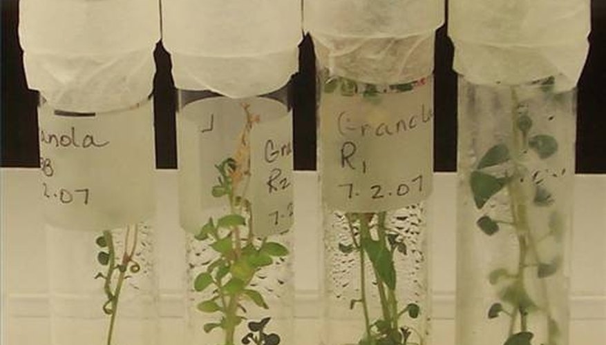 Introduction to Plant Tissue Cultures Introduction to Plant Tissue Cultures