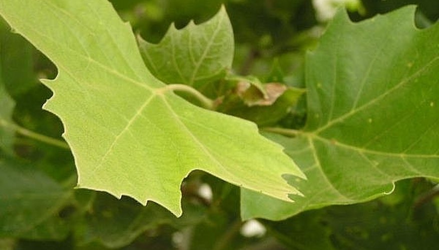 How to identify plant leaves How to identify plant leaves