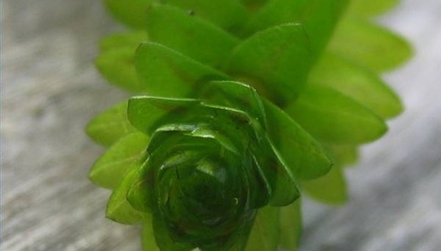 Elodea canadensis Elodea canadensis