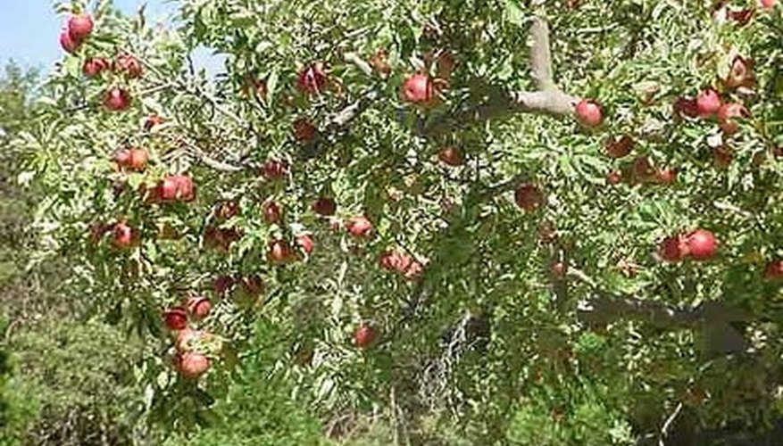 Apple Harvest Time Apple Harvest Time
