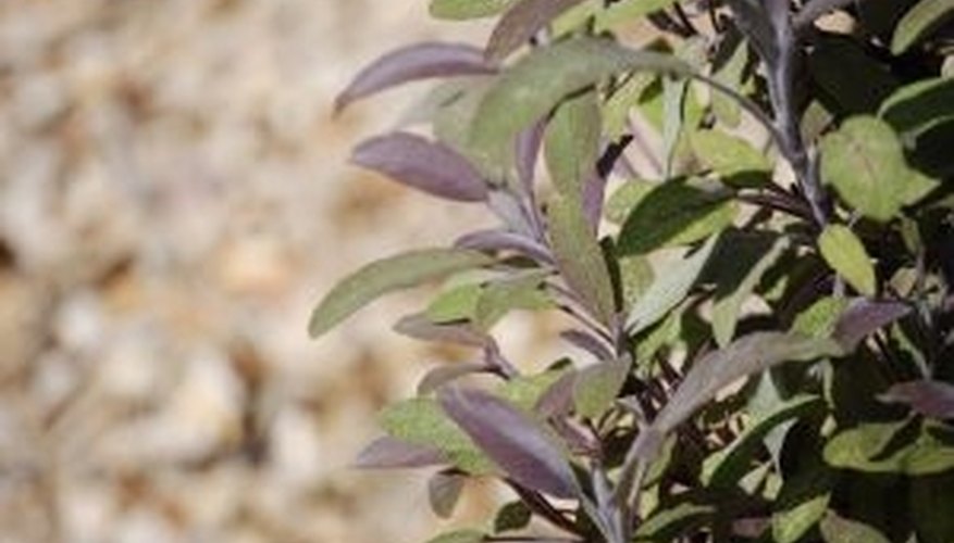 Myths About the Sage Herb Myths About the Sage Herb