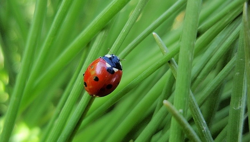 There are about 4,300 kinds of ladybugs in the world. There are about 4,300 kinds of ladybugs in the world.
