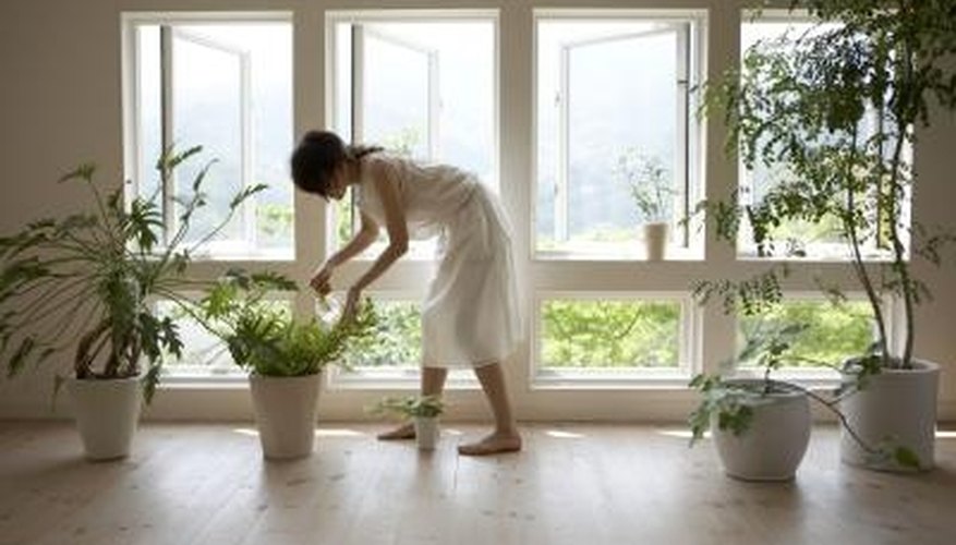 An automatic plant watering globe can take away the worry of forgetting to water plants. An automatic plant watering globe can take away the worry of forgetting to water plants.