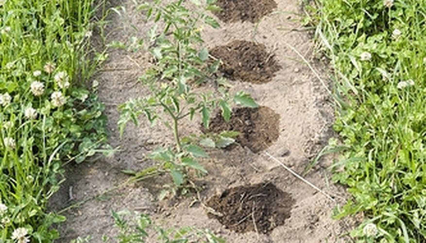 Drip-irrigated tomato plants Drip-irrigated tomato plants
