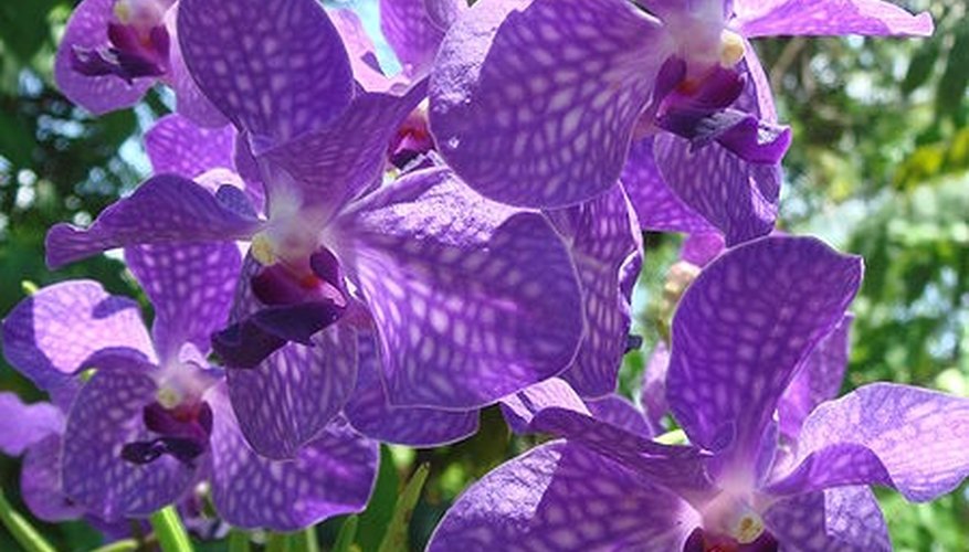 Vanda orchid. Vanda orchid.
