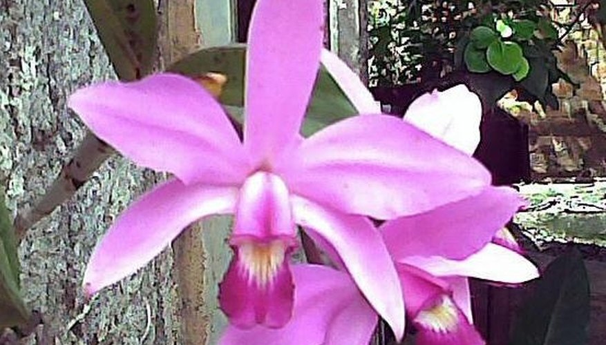 Cattleya violacea orchid. Cattleya violacea orchid.