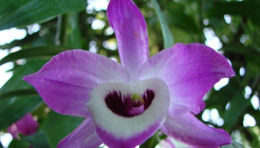 Dendrobium nobile orchid. Dendrobium nobile orchid.