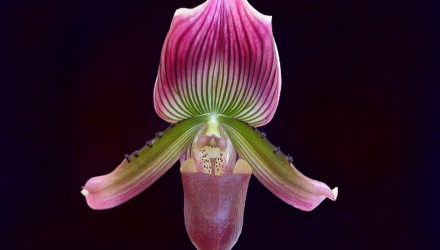 Paphiopedalum barbatum orchid. Paphiopedalum barbatum orchid.