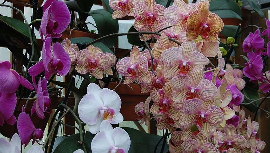 Types of Purple Orchids Types of Purple Orchids