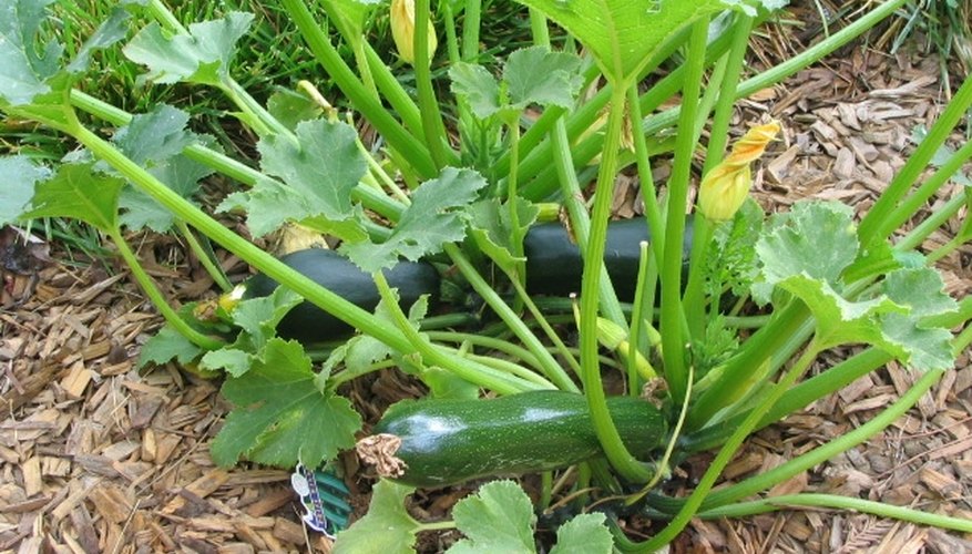 Types of Zucchini Types of Zucchini