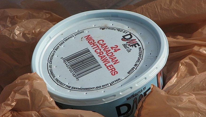 A tub of Canadian nightcrawlers. A tub of Canadian nightcrawlers.