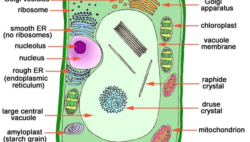 Anatomy of Plant Cell Anatomy of Plant Cell