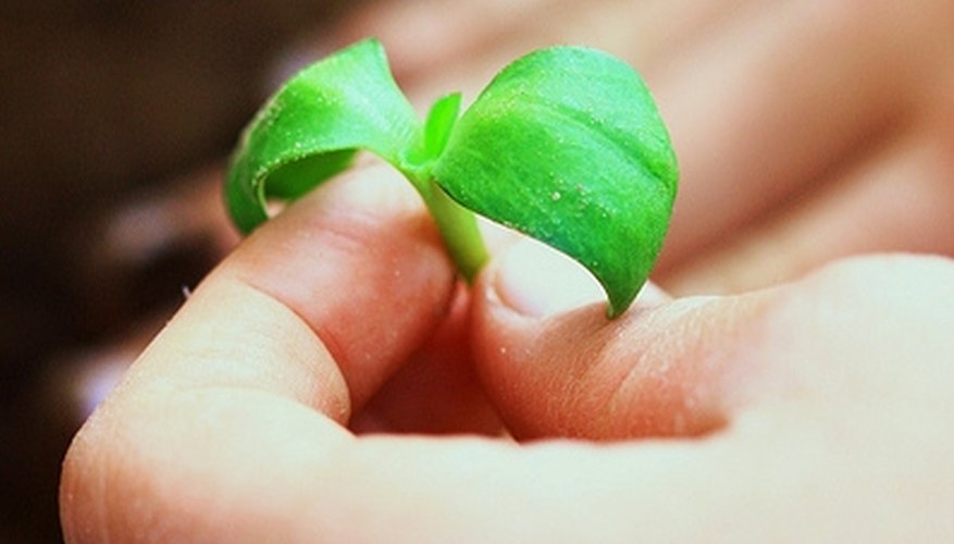 What Substance Gives Plants Their Green Color? What Substance Gives Plants Their Green Color?