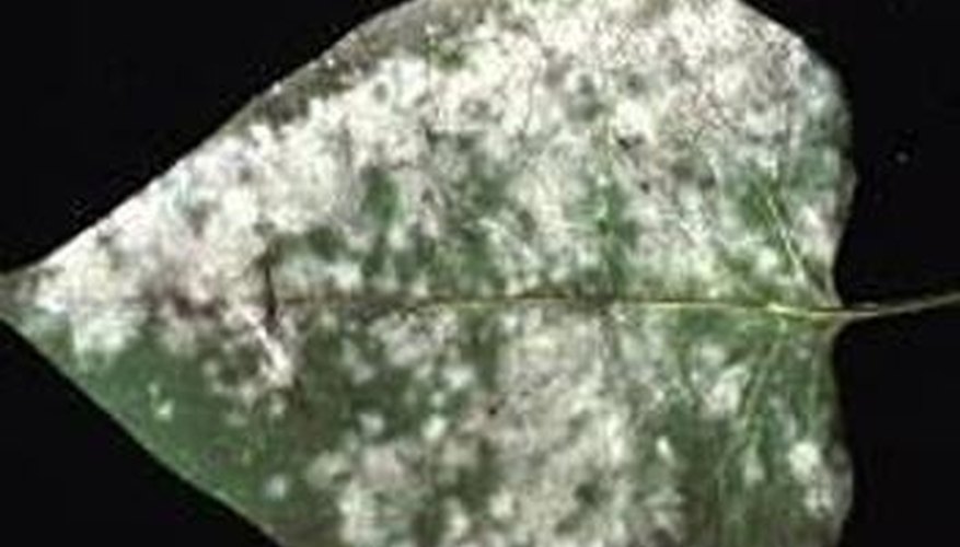 Powdery Mildew on a Leaf Powdery Mildew on a Leaf