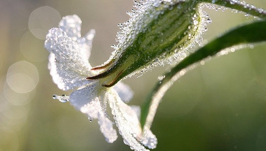 Burning can cause new weed growth. Burning can cause new weed growth.