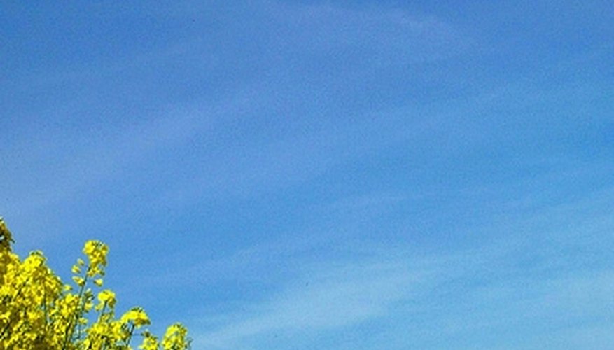 Weeds can overtake a large area of land within five years. Weeds can overtake a large area of land within five years.