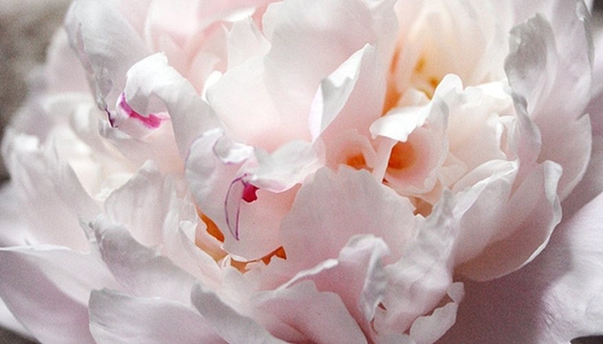 The peony, Indiana's state flower, is just one plant that is tolerant in the state's hardiness zones. The peony, Indiana's state flower, is just one plant that is tolerant in the state's hardiness zones.