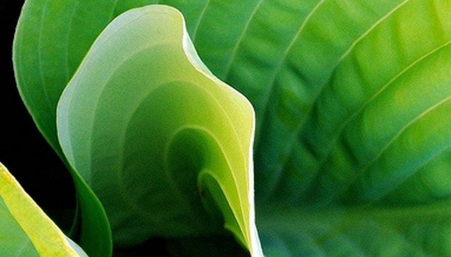 The Elephant Ear Plant The Elephant Ear Plant