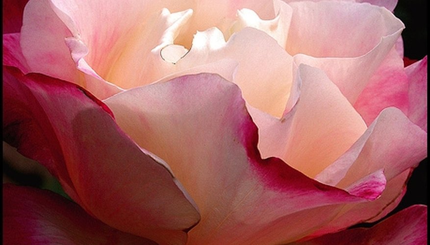 Unfolding pink rose Unfolding pink rose