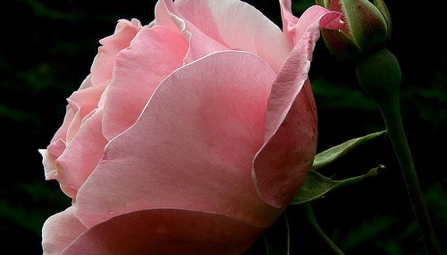 A pink rose has a great deal of meaning. A pink rose has a great deal of meaning.