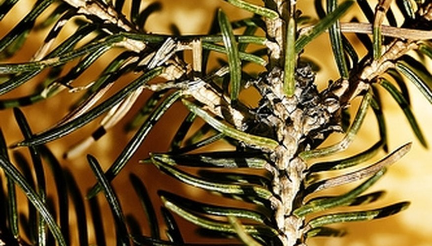 Maintain the health of spruce trees by addressing mite infestations Maintain the health of spruce trees by addressing mite infestations