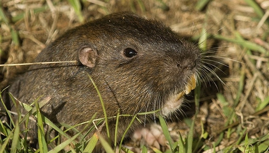 Pocket Gopher Pocket Gopher