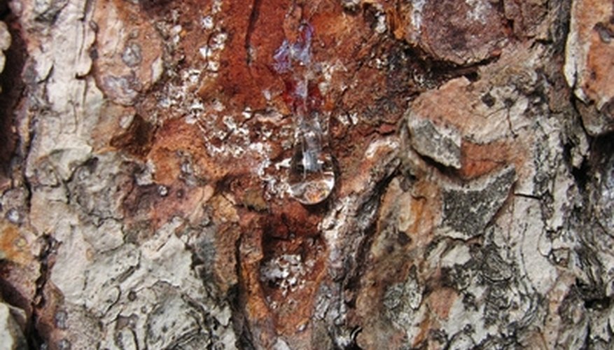 Tree pitch is a sticky substance that can be hard to remove. Tree pitch is a sticky substance that can be hard to remove.